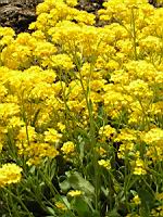 Corbeille d'or, Aurina saxatilis subsp Saxatilis (fam Brassicacees) (Europe centrale et orientale) (3) (Photo F. Mrugala)